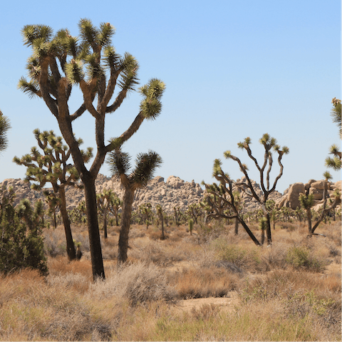 Stretch your legs with a hike through Joshua Tree National Park