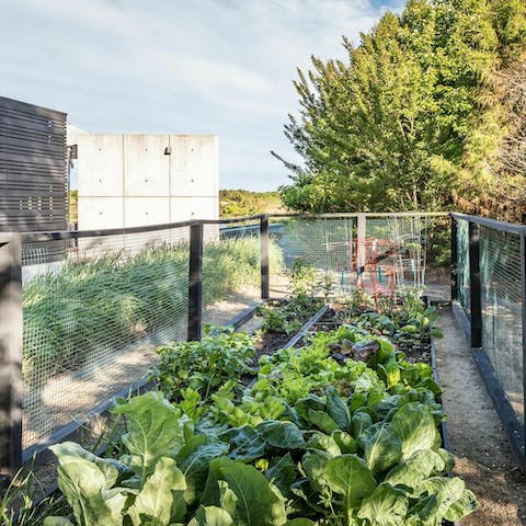 Pick fresh veg straight from the garden