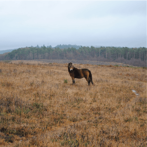 Trek the wilds of Exmoor National Park, just a thirty-three-minute's drive away