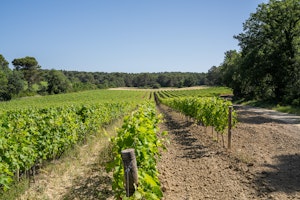 Sainte-Victoire Reverie image 13