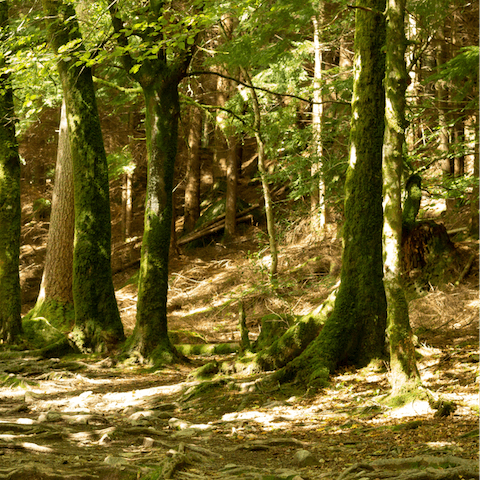 Stay in Wattisham amidst the surrounding Suffolk countryside and woodland