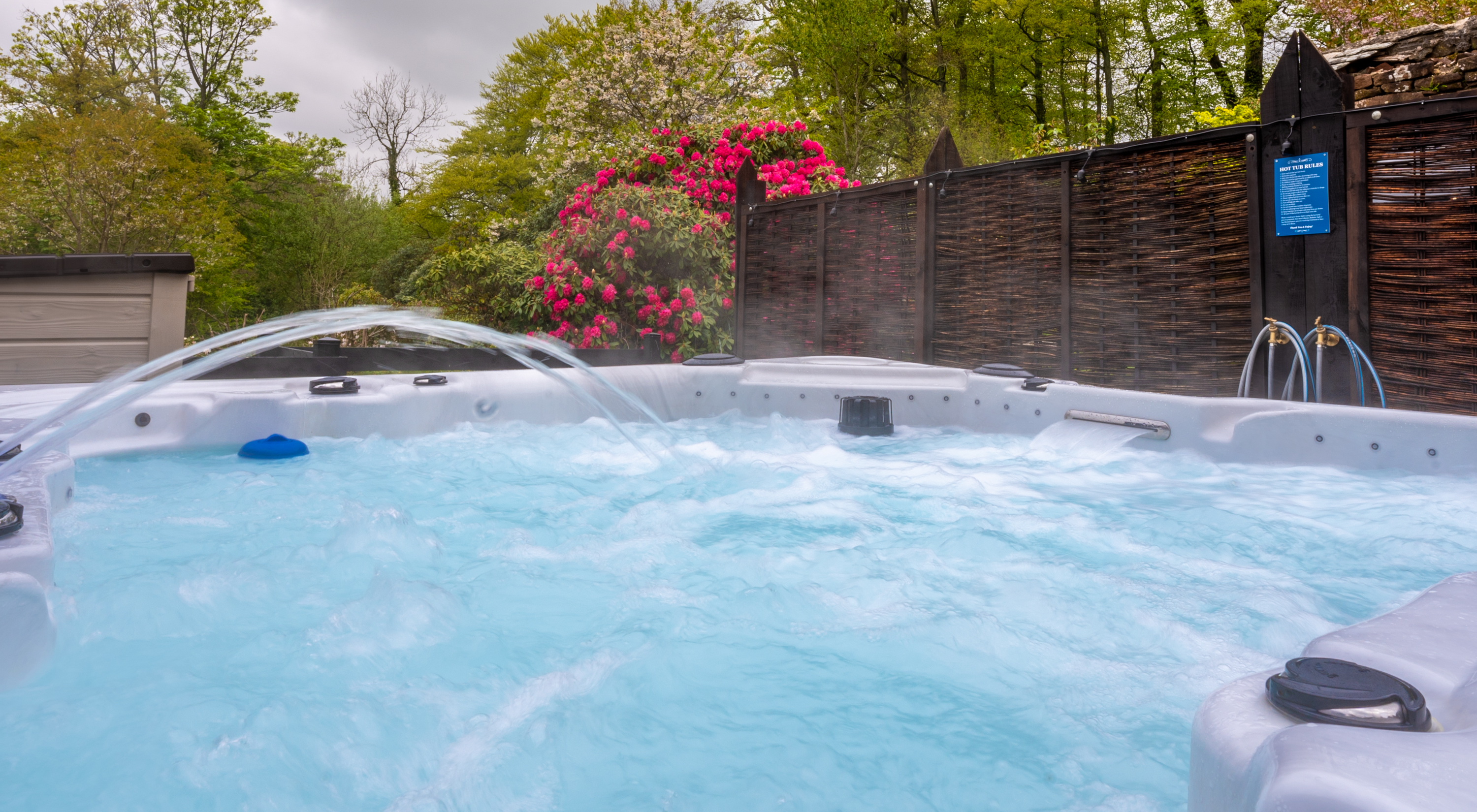 A Host of Golden Daffodils