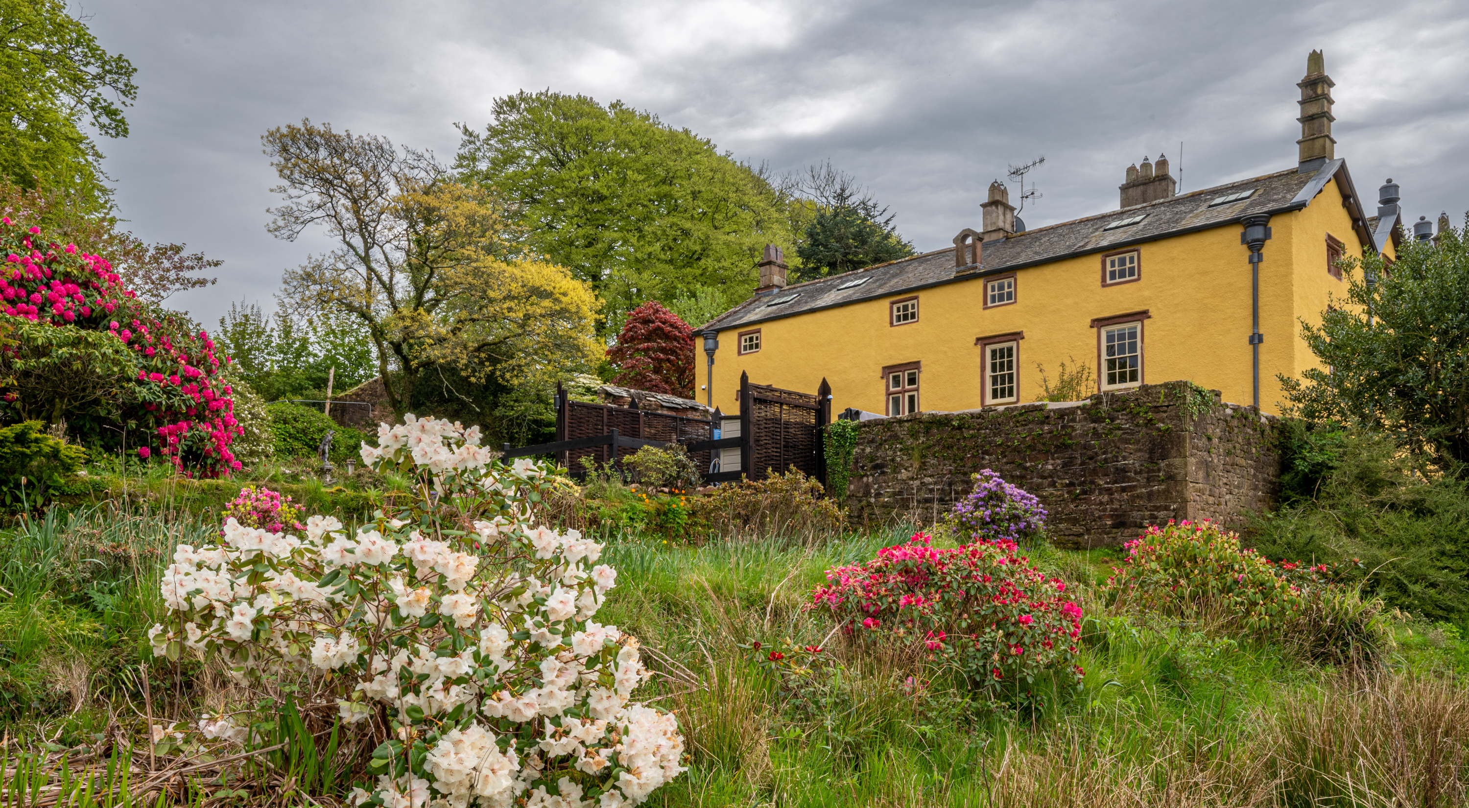 A Host of Golden Daffodils
