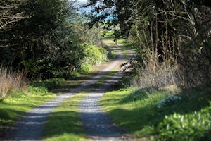 Forest's Edge image 4
