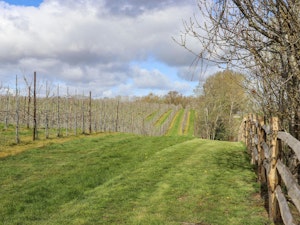 Orchard Reverie image 13