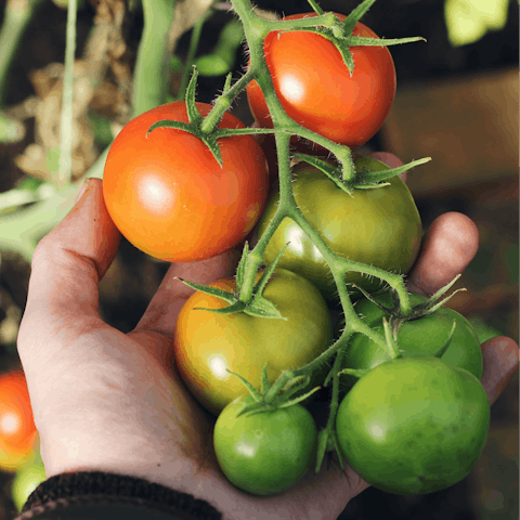 Pick your own ingredients from the on-site vegetable garden