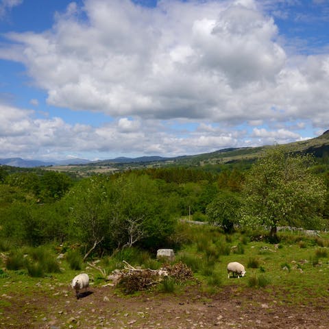 Say hello to your woolly neighbours as you wake up here each morning